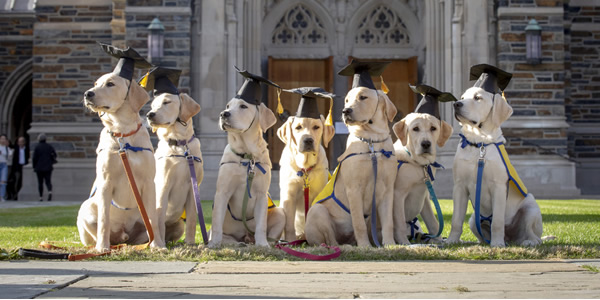 Graduation Puppies