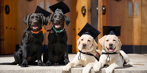 Graduation Puppies