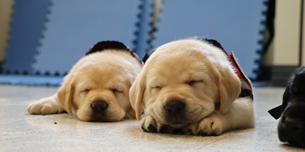 Graduation Puppies