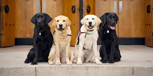 Puppies in a Row